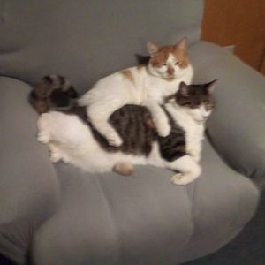 Meet your Posher, Sally